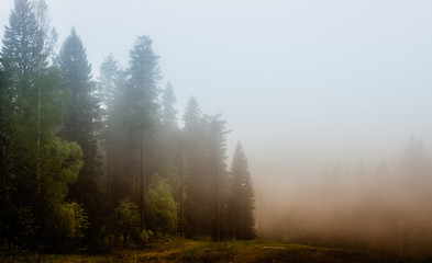 Fototapeta na wymiar Landscape - fog in the forest