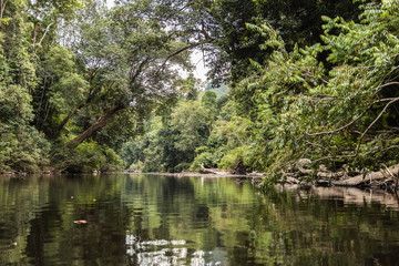 Taman Negara rainforest, Malaysia