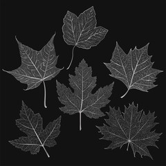 Set  leaves maple on white. Vector illustration. EPS 10.