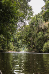 Taman Negara rainforest, Malaysia