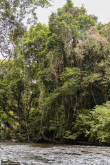 Taman Negara rainforest, Malaysia