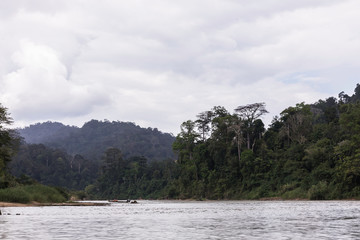 Taman Negara rainforest, Malaysia