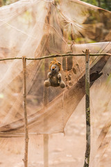 Taman Negara rainforest, Malaysia