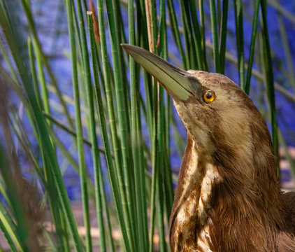 Birdl. Auckland Museum New  Zealand
