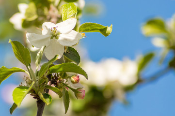 Kwinty © Rafal Lechowicz