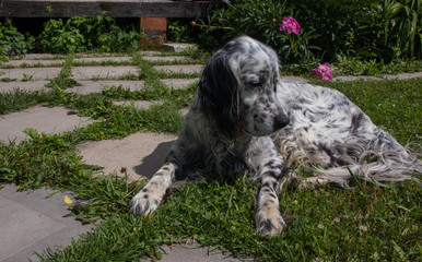 Dog English Setter.Outdoor in the garden summer day