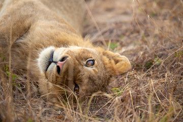 Lion pride with sub adults