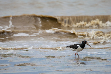 Common Pied Oystercatcher (Haematopus ostralegus) searching for food at low tide in the Dengie mud flats, Burnham on Crouch, Essex, UK
