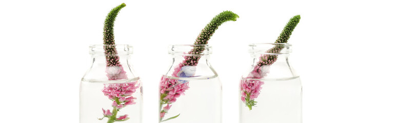 panoramic shot of glass bottles with pink veronica flowers isolated on white