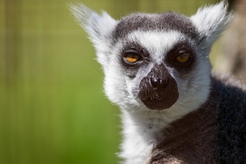 Ring-Tailed Lemur closeup portrait, Lemur catta, a large gray primate with golden eyes