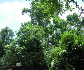 Plants and trees with blossoming flowers and buds 