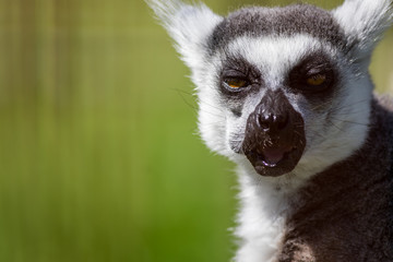 Ring-Tailed Lemur closeup portrait, Lemur catta, a large gray primate with golden eyes