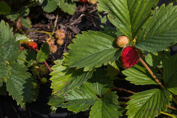 Wild strawberry plant with green leafs and ripe red fruit. Selective focus