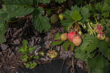 Wild strawberry plant with green leafs and ripe red fruit. Selective focus