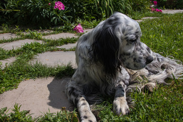 Dog English Setter.Outdoor in the garden summer day
