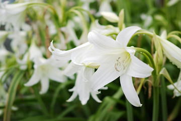 屋外に咲く白い花
