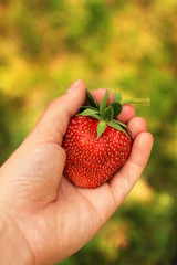 Obraz premium Beautiful big strawberry in hand. Strawberry in hand