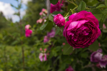 Bush pink rose close-up. Flowers and gardens after rain with water drop. Selected focus