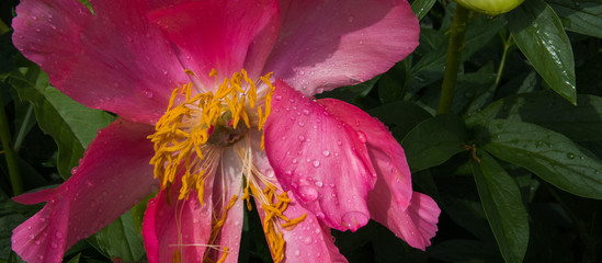 Close up of beautiful blooming pink peony  with water drop in summer garden. Selected focus. Banner