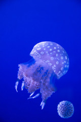 Fototapeta na wymiar colorful jellyfish floating at the Ripley's Aquarium of Canada 