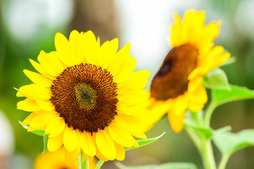 Obraz premium Closeup Sunflower in the garden.