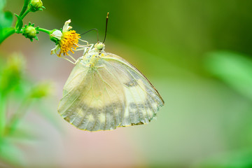 Closeup butterfly are looking for sweet water on flowers in the garden.