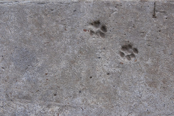 Cat footprint on concrete