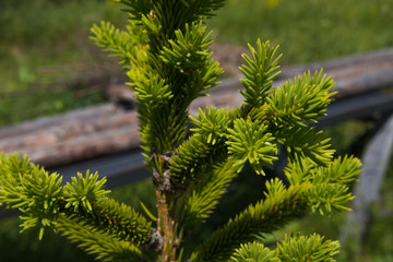 Fresh branch of spruce in the garden