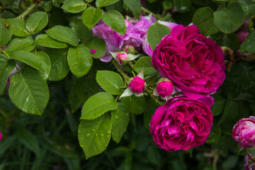 Bush pink rose close-up. Flowers and gardens after rain with water drop. Selected focus