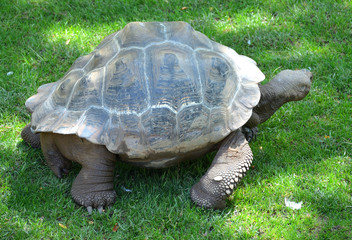 Galapagos Giant Tortoise Walking in the Garden