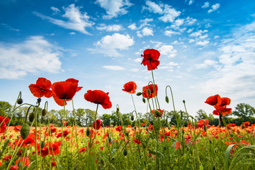 Fototapeta na wymiar poppy flower field netherlands