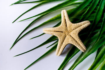 Fototapeta na wymiar starfish and sea shells background