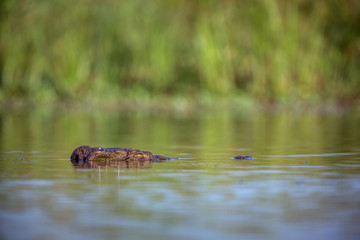 Nile crocodile in Kruger National park, South Africa