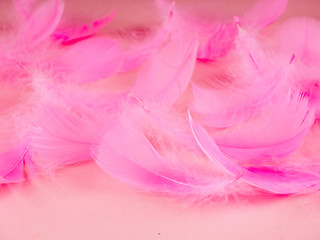 Selective soft focus close up pink feathers texture in pastel color