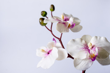 Naklejka premium orchid on white background
