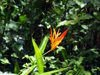 Obraz premium Orange and red wild Parrot Heliconia or Bird of Paradise Flower in a forest in tropical Suriname South-America