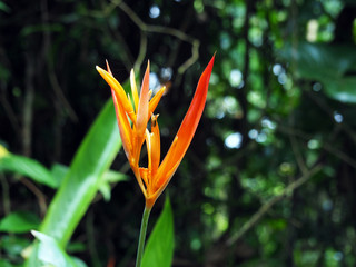 Orange and red wild Parrot Heliconia or Bird of Paradise Flower in a forest in tropical Suriname South-America