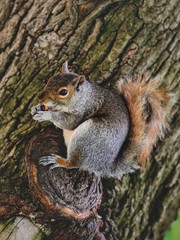 Naklejka na ściany i meble Friendly squirrel in Boston