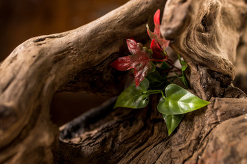 red flowers on old wooden background
