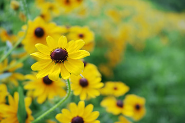 ルドベキアの黄色い花