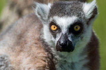 Ring-Tailed Lemur closeup portrait, Lemur catta, a large gray primate with golden eyes