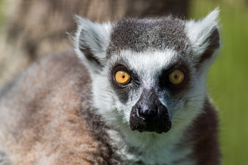 Naklejka na ściany i meble Ring-Tailed Lemur closeup portrait, Lemur catta, a large gray primate with golden eyes