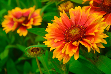 Common Blanket-flower in garden