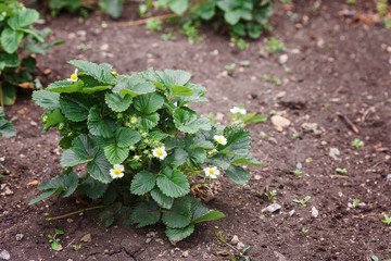Strawberry plant blooms in the garden. Blooming strawberries. Garden strawberries growing in the garden. Strawberry bushes in the garden, background. Fragaria vesca blooms with white flowers.