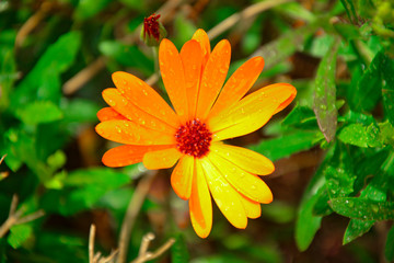 Bold orange flower in water droplets in sunlight