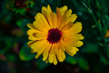 Marigold flower in water droplets in sunlight