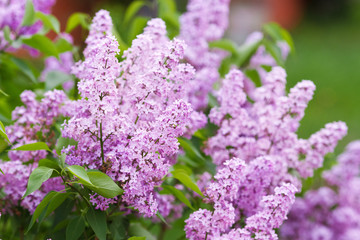 Beautiful purple lilac flowers blossom