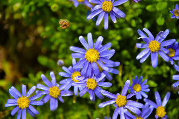 Blue daisy flowers in water droplets in sunlight