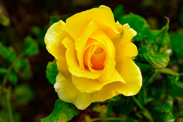 Garden rose flower in garden