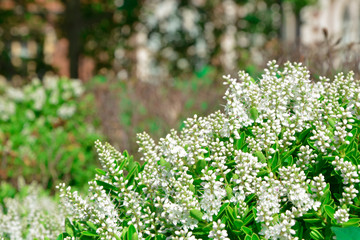 Privet bush flowers in garden sunlight 